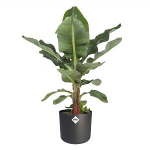 Musa in ® ELHO b.for soft sierpot antraciet