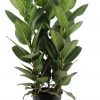Ficus Audrey zonder pot