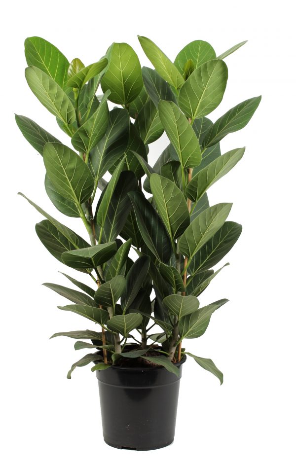 Ficus Audrey zonder pot