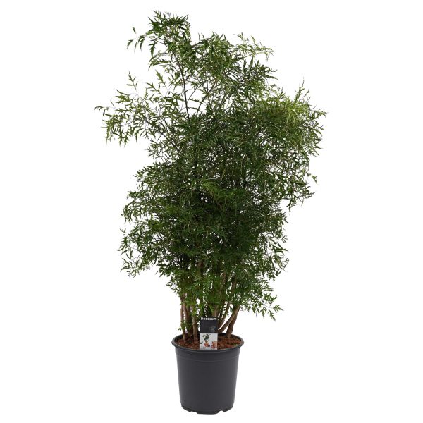 flora 5f5367cb19513