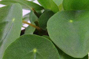 flora 5fad5b5f4294b 2