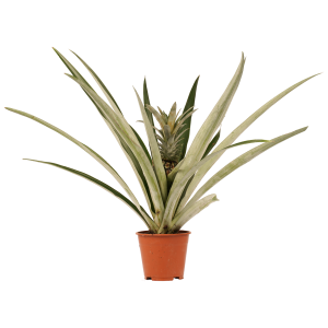 Decorum Ananas Champaca