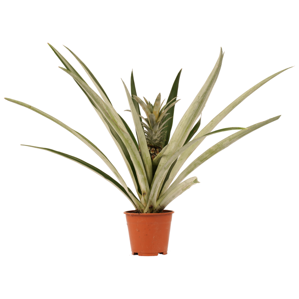 Decorum Ananas Champaca