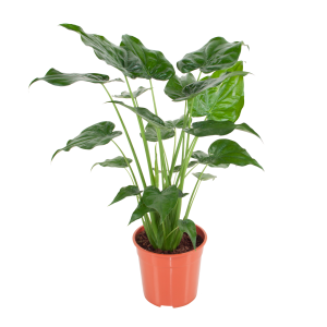 flora 5ef36adc8e672