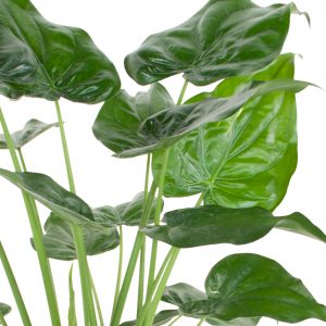 flora 5ef36adcbc3ec