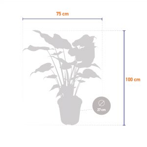 flora 5ef36add1f371