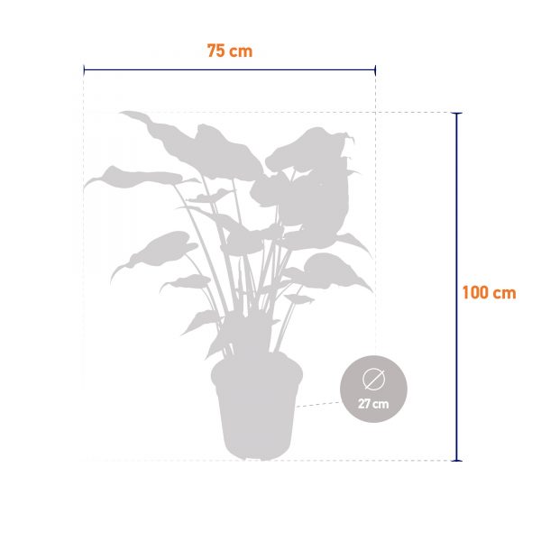 flora 5ef36add1f371