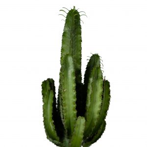 flora 5ef36f811dfc2