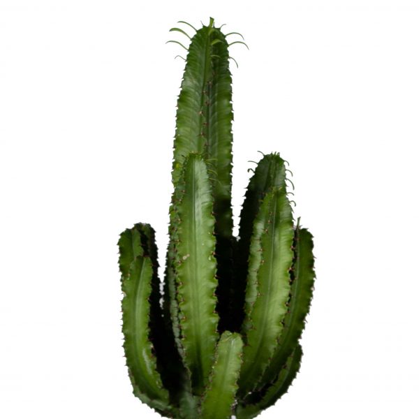 flora 5ef36f811dfc2