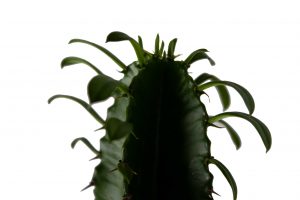 flora 5ef36f814b14c