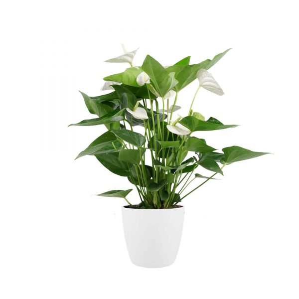 Decorum Anthurium Alaska Wit