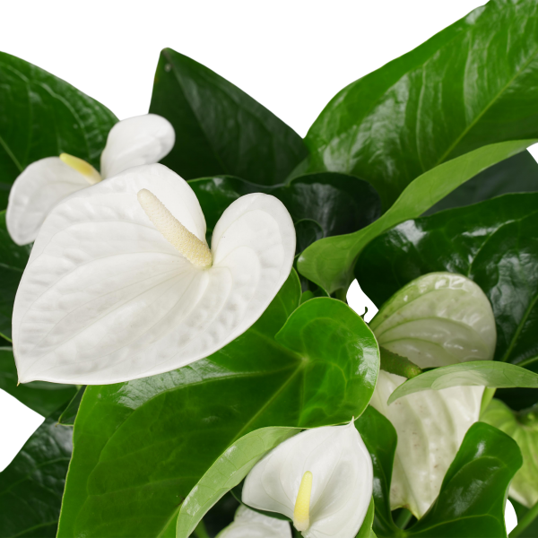 Decorum Anthurium Alaska bloem wit