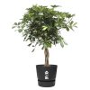 flora 5ef370a037ce1
