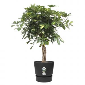 flora 5ef370a037ce1