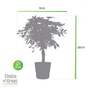flora 5ef370a10ab23
