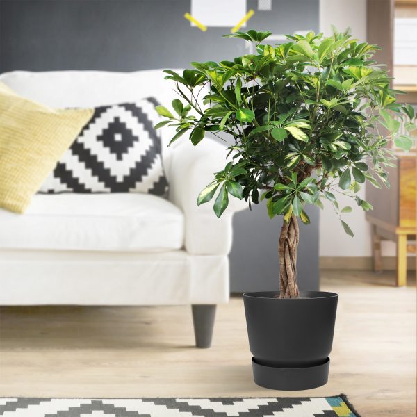 flora 5ef370a15fb6b