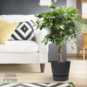 flora 5ef370a180106