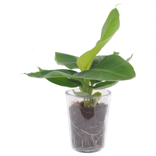 flora 5ef37723b7e09