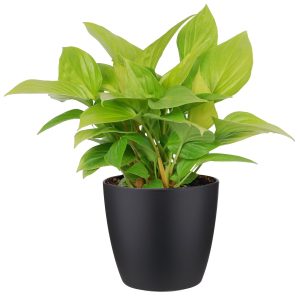 flora 5f588284de753