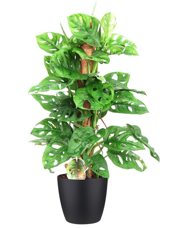 flora 5f588439030ca