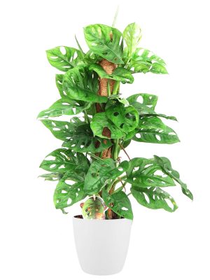 flora 5f5884f8bb01d