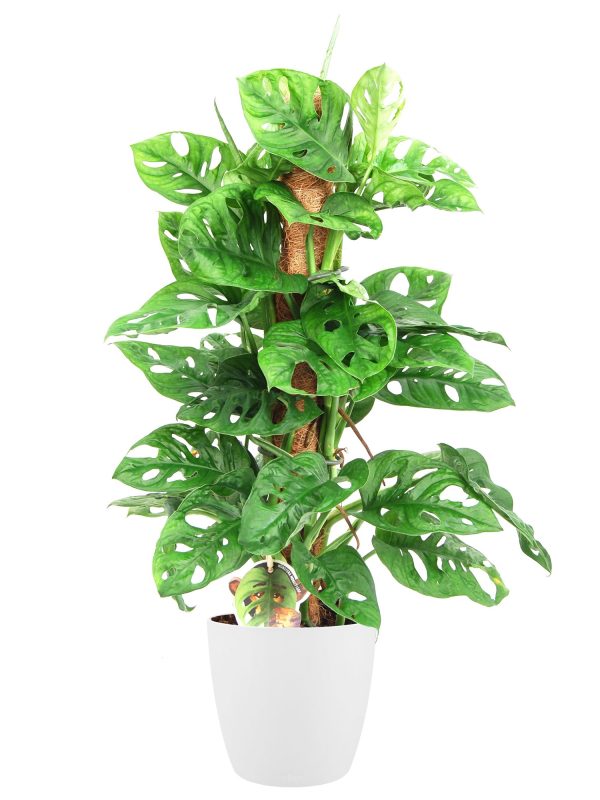 flora 5f5884f8bb01d
