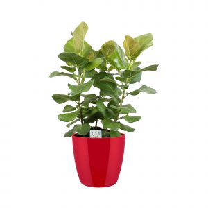 flora 60b5e57a0ceaf 1