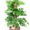 flora 616ffd9fda6aa
