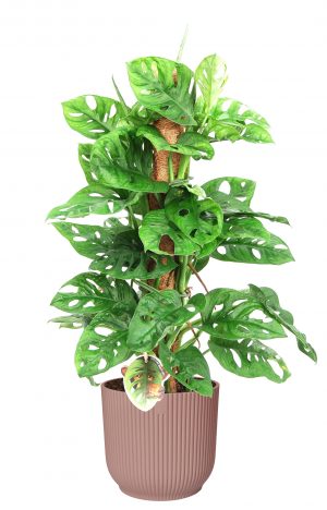 flora 616ffd9fda6aa