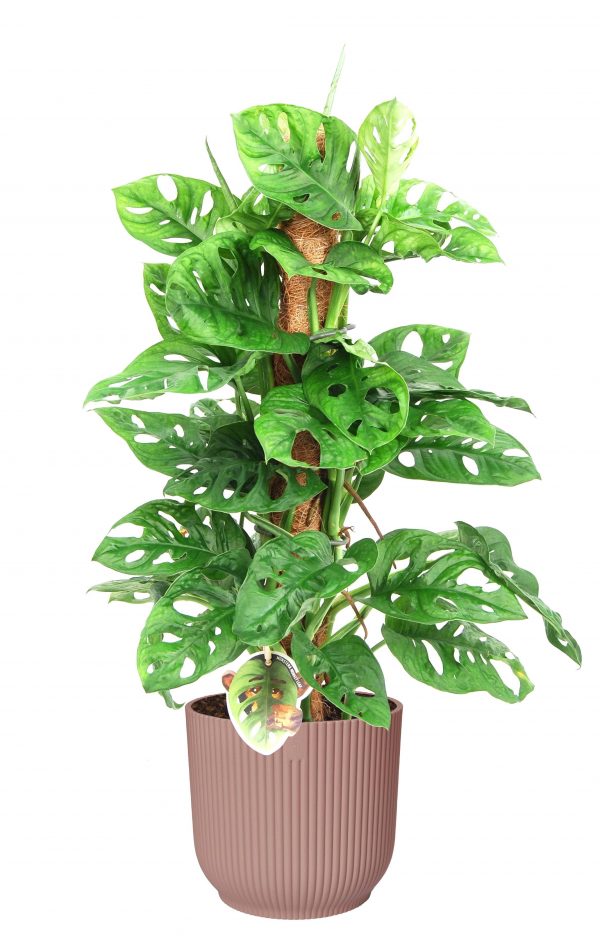 flora 616ffd9fda6aa