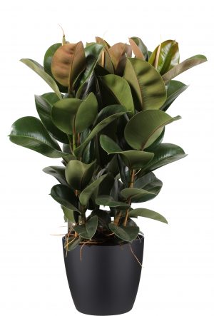 flora 5ef36e37d66c7