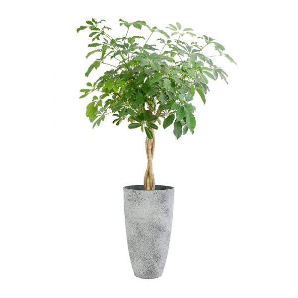 flora 61e69f697bba4