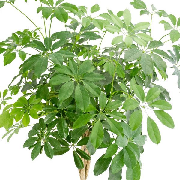flora 61e69f78687c2