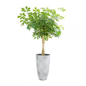 flora 61e69f88d61ac