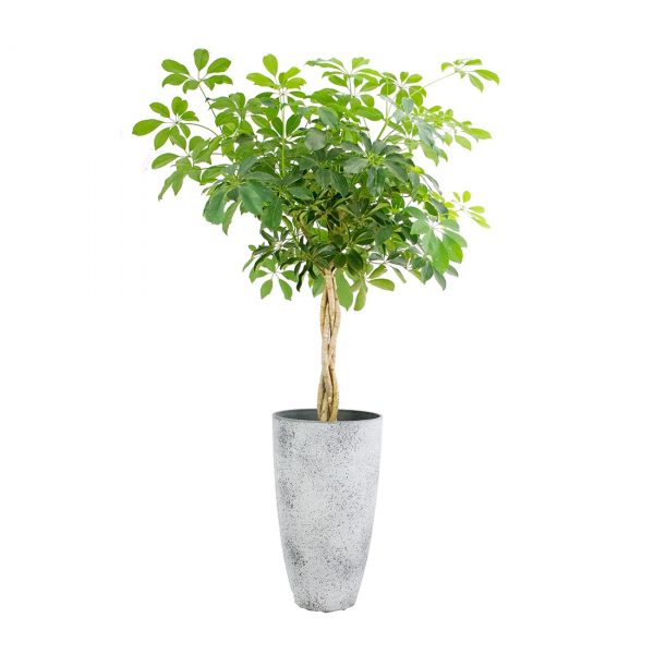 flora 61e69f88d61ac