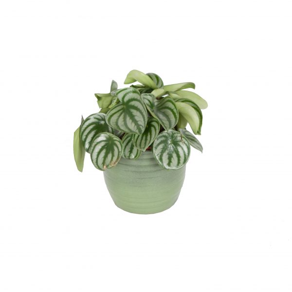 flora 5ef376c899d31