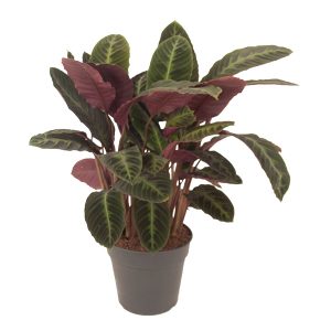 calathea