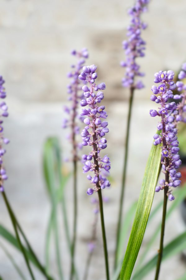 flora 60818588444dc