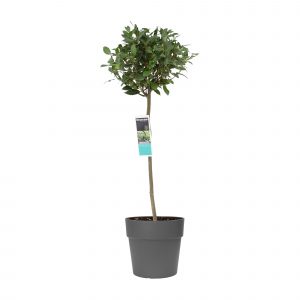 flora 608fc6cb111c8