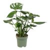 flora 6267989a0ceaa
