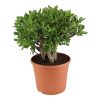 flora 6293a91b70d4c