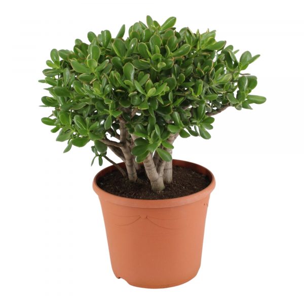 flora 6293a91b70d4c