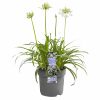 flora 629e36f749f64