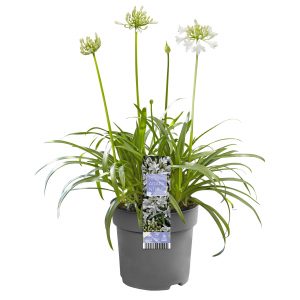 flora 629e36f749f64