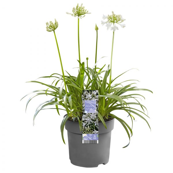 flora 629e36f749f64