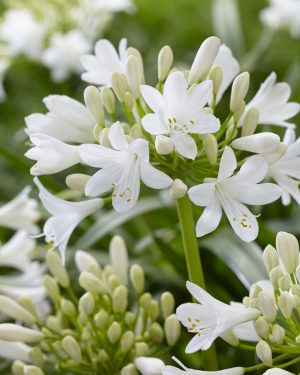 flora 629e370c7244e