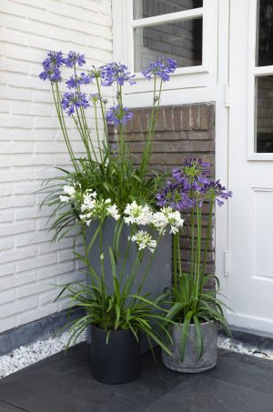 flora 629e3731f1e77