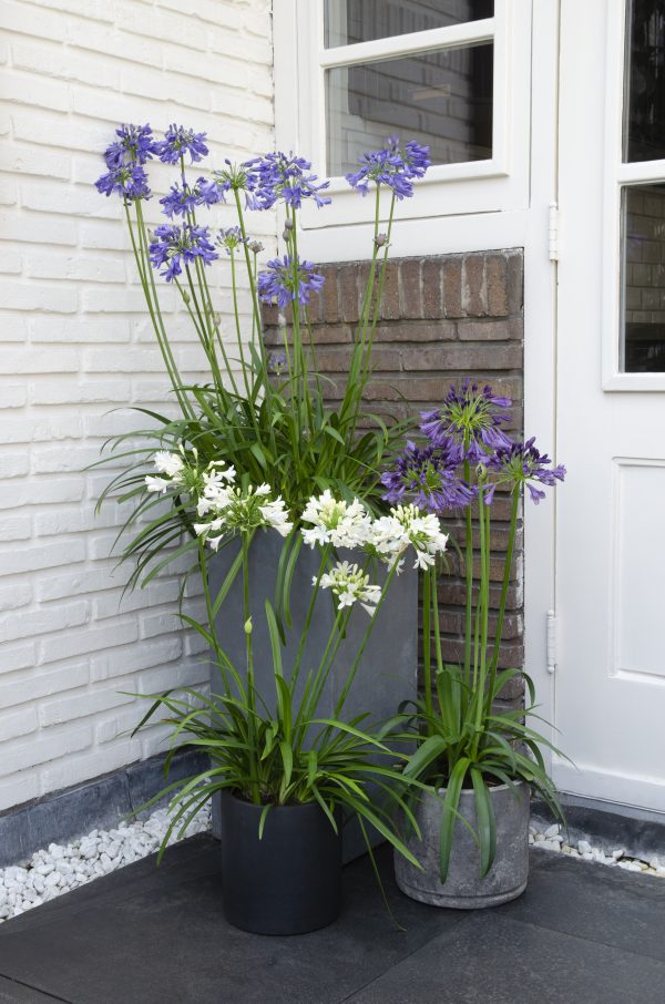 flora 629e3731f1e77