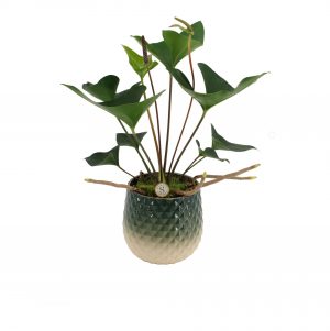 flora 62dd51b5a4efb