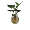 flora 62dd53d396aea